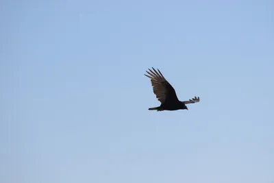 DSC_6865 (Large).JPG